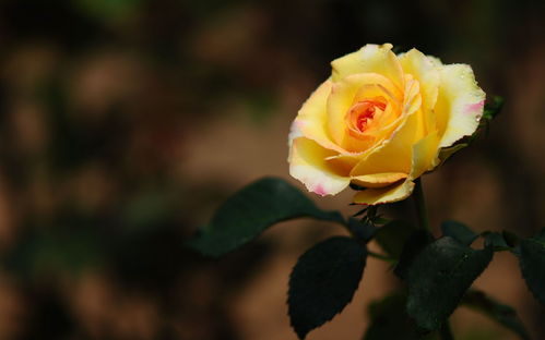 一簾花影，滿目清心 如何用「美麗的花兒」打造你的護(hù)眼桌面
